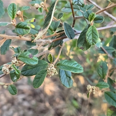 Pomaderris betulina subsp. actensis (Canberra Pomaderris) at Strathnairn, ACT - 6 Aug 2025 by Mike