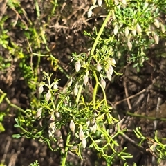 Clematis leptophylla (Small-leaf Clematis, Old Man's Beard) at Strathnairn, ACT - 6 Aug 2025 by Mike