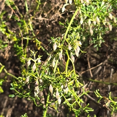 Clematis leptophylla (Small-leaf Clematis, Old Man's Beard) at Strathnairn, ACT - 6 Aug 2025 by Mike