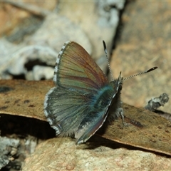 Paralucia crosbyi (Violet Copper Butterfly) by Csteele4