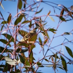 Smicrornis brevirostris (Weebill) at Lyneham, ACT - 7 Aug 2025 by Steven999
