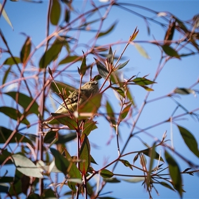 Smicrornis brevirostris (Weebill) at Lyneham, ACT - 7 Aug 2025 by Steven999