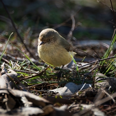 Acanthiza reguloides (Buff-rumped Thornbill) at Lyneham, ACT - 7 Aug 2025 by Steven999