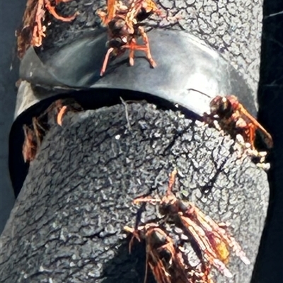 Polistes (Polistella) humilis at Coombs, ACT - 7 Aug 2025 by Julief