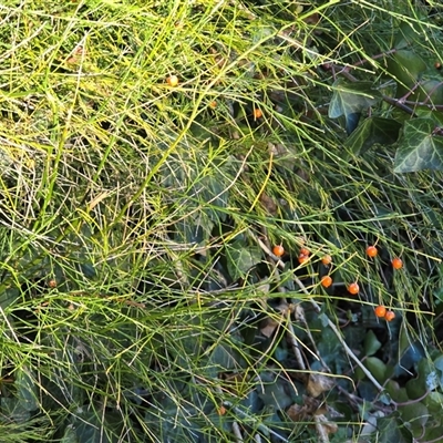 Asparagus virgatus (Tiki Fern, Asparagus Fern, Broom Fern) at Mawson, ACT - 7 Aug 2025 by Mike