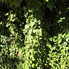 Hedera hibernica at Mawson, ACT - 7 Aug 2025 by Mike