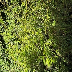 Phyllostachys aurea (Rhizomatous Bamboo) at Mawson, ACT - 7 Aug 2025 by Mike