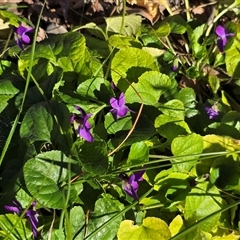 Viola odorata (Sweet Violet, Common Violet) at Phillip, ACT - 7 Aug 2025 by Mike