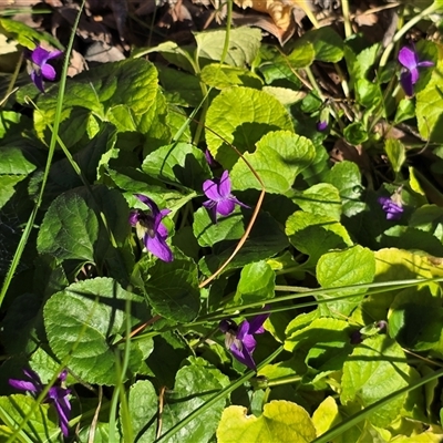Viola odorata (Sweet Violet, Common Violet) at Phillip, ACT - 7 Aug 2025 by Mike
