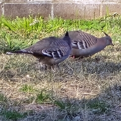 Ocyphaps lophotes (Crested Pigeon) at Phillip, ACT - 7 Aug 2025 by Mike
