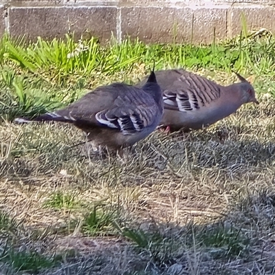 Ocyphaps lophotes (Crested Pigeon) at Phillip, ACT - 7 Aug 2025 by Mike