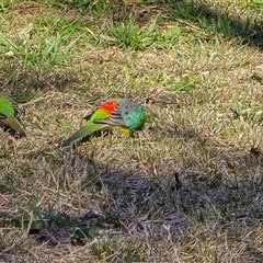 Psephotus haematonotus (Red-rumped Parrot) at Phillip, ACT - 7 Aug 2025 by Mike