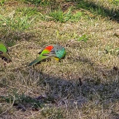 Psephotus haematonotus (Red-rumped Parrot) at Phillip, ACT - 7 Aug 2025 by Mike