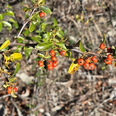 Pyracantha fortuneana (Firethorn) at Phillip, ACT - 7 Aug 2025 by Mike