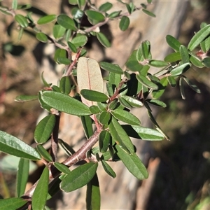 Pyracantha angustifolia at Phillip, ACT - 7 Aug 2025 02:52 PM