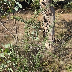 Pyracantha angustifolia at Phillip, ACT - 7 Aug 2025 02:52 PM