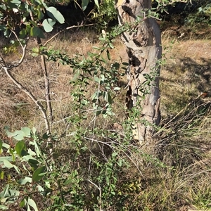 Pyracantha angustifolia at Phillip, ACT - 7 Aug 2025 02:52 PM