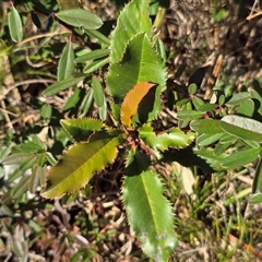 Photinia serratifolia (Chinese Photinia) at Phillip, ACT - 7 Aug 2025 by Mike