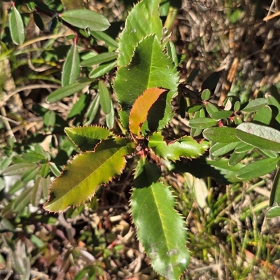 Photinia serratifolia (Chinese Photinia) at Phillip, ACT - 7 Aug 2025 by Mike