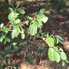 Cotoneaster glaucophyllus (Cotoneaster) at Phillip, ACT - 7 Aug 2025 by Mike