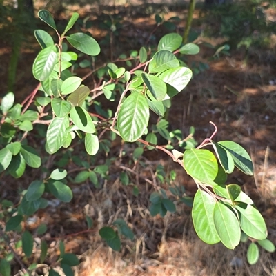Cotoneaster glaucophyllus (Cotoneaster) at Phillip, ACT - 7 Aug 2025 by Mike