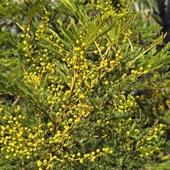 Acacia decurrens (Green Wattle) at Phillip, ACT - 7 Aug 2025 by Mike