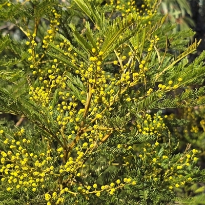 Acacia decurrens (Green Wattle) at Phillip, ACT - 7 Aug 2025 by Mike