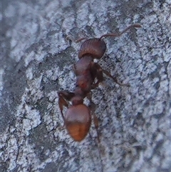 Podomyrma sp. (genus) (Muscleman Tree Ant) at Hall, ACT - 7 Aug 2025 by Anna123