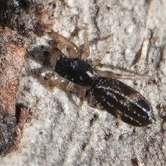 Holoplatys sp. (genus) (Unidentified Holoplatys jumping spider) at Hall, ACT - 7 Aug 2025 by Anna123