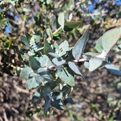 Eucalyptus crenulata (Victorian silver gum, Buxton gum) at Hume, ACT - 7 Aug 2025 by gregbaines