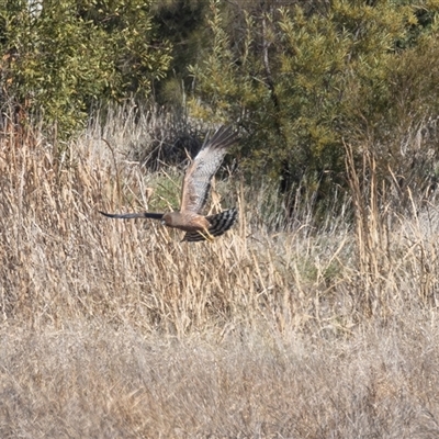 Circus assimilis (Spotted Harrier) at Fyshwick, ACT - 7 Aug 2025 by rawshorty