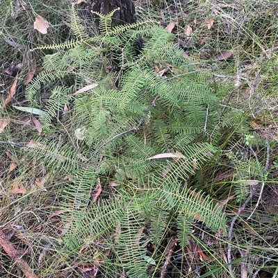 Gleichenia dicarpa at  - suppressed by pls047