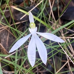 Unverified Plant by pls047