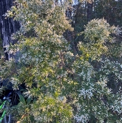 Leucopogon affinis (Lance Beard-heath) at Bonny Hills, NSW - 28 Jul 2025 by pls047