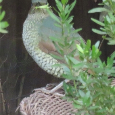 Ptilonorhynchus violaceus (Satin Bowerbird) at Narrabundah, ACT - 30 Jul 2025 by RobParnell