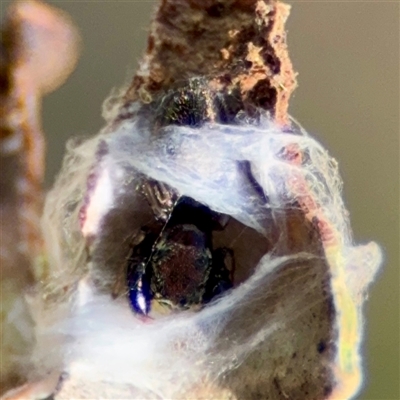 Salticidae (family) at Barton, ACT - 7 Aug 2025 by Hejor1