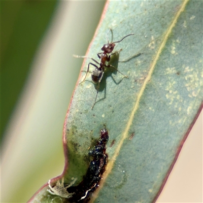Iridomyrmex rufoniger (Tufted Tyrant Ant) at Barton, ACT - 7 Aug 2025 by Hejor1