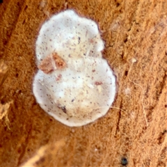 Araneae (order) at Barton, ACT - 7 Aug 2025 by Hejor1