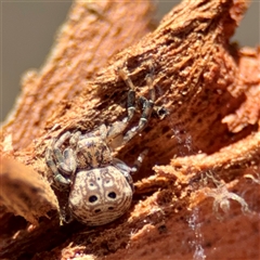 Cymbacha ocellata (Crab spider) at Barton, ACT - 7 Aug 2025 by Hejor1
