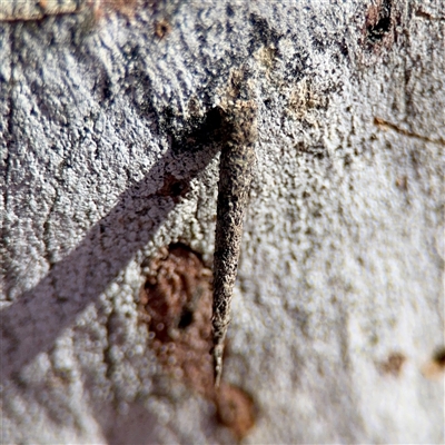 Psychidae (family) IMMATURE (Unidentified case moth or bagworm) at Barton, ACT - 7 Aug 2025 by Hejor1