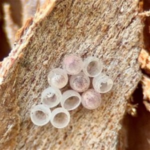 Pentatomoidea (superfamily) at Barton, ACT - 7 Aug 2025 by Hejor1