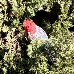 Callocephalon fimbriatum (Gang-gang Cockatoo) at Forrest, ACT - 7 Aug 2025 by Hejor1