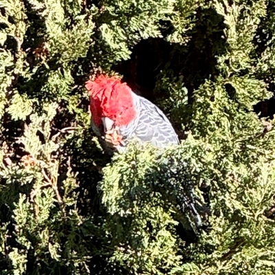 Callocephalon fimbriatum (Gang-gang Cockatoo) at Forrest, ACT - 7 Aug 2025 by Hejor1