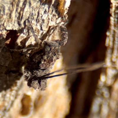 Fulgoroidea (superfamily) (Unidentified fulgoroid planthopper) at Kingston, ACT - 7 Aug 2025 by Hejor1