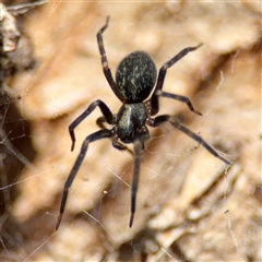 Badumna (genus) (Lattice-web spider) at Kingston, ACT - 7 Aug 2025 by Hejor1