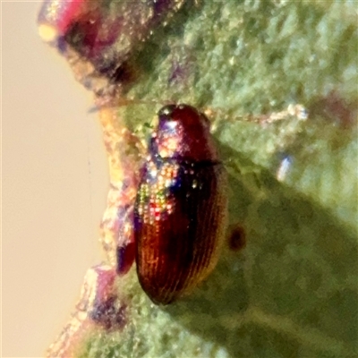 Chaetocnema sp. (a flea beetle) at Kingston, ACT - 7 Aug 2025 by Hejor1