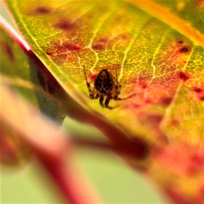 Cryptachaea veruculata (Diamondback comb-footed spider) at Kingston, ACT - 7 Aug 2025 by Hejor1