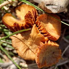 zz agaric (stem; gills not white/cream) at Kingston, ACT - 7 Aug 2025 by Hejor1