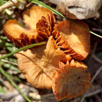zz agaric (stem; gills not white/cream) at Kingston, ACT - 7 Aug 2025 by Hejor1