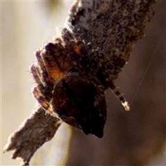 Socca pustulosa (Knobbled Orbweaver) at Kingston, ACT - 7 Aug 2025 by Hejor1